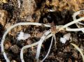 Reptalus sp.